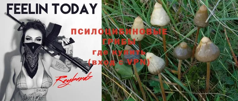 Галлюциногенные грибы Psilocybe Байкальск